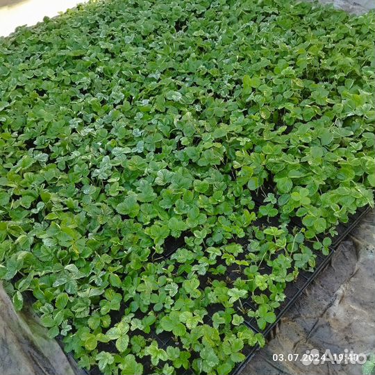 Кассетная рассада