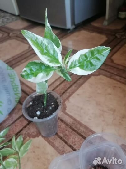 Педилантус