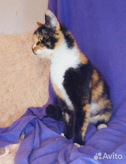 Трехцветная кошка