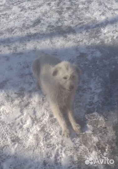 Собака в добрые руки