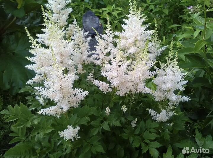 Астильба белая