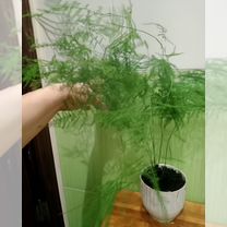 Аспарагус перистый