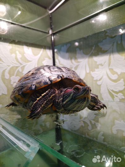 Красноухая черепаха