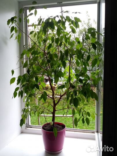 Фикус бенджамина даниэль