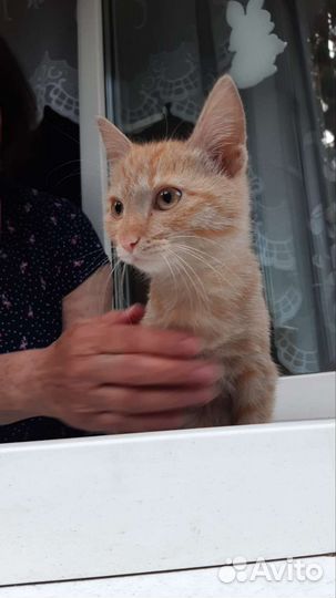 Котята