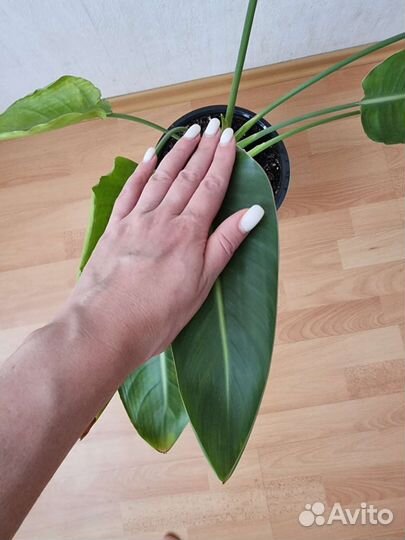 Стрелиция регина