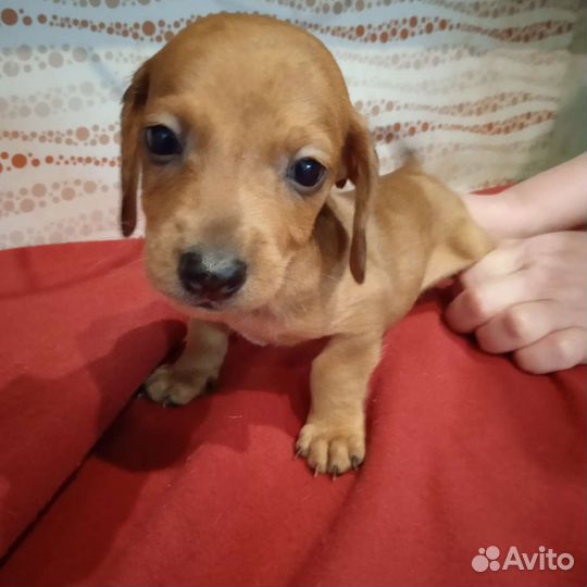 Щенки таксы