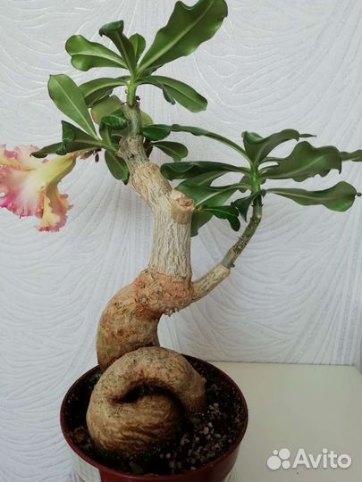 Адениум цветы комнатные