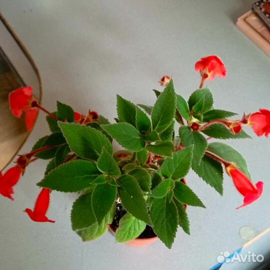 Комнатные цветы