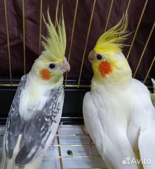 Попугаи карелла