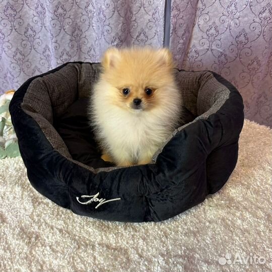 Померанский шпиц мини мальчик
