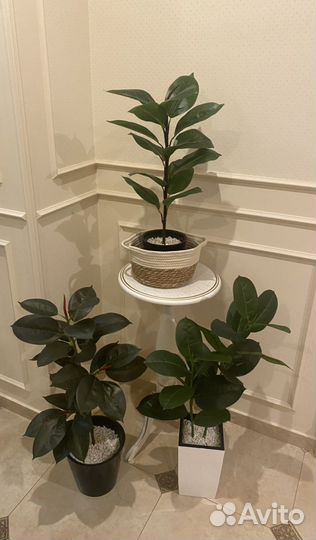 Искусственные растения фикусы зелень декор
