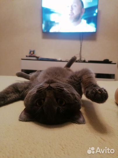 Кот вязка