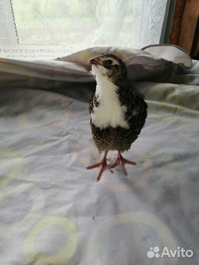 Перепела продажа