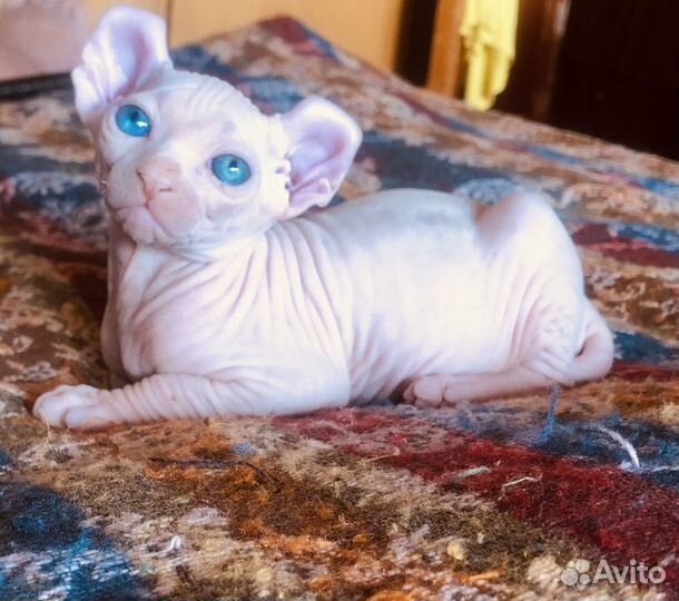 Канадский сфинкс