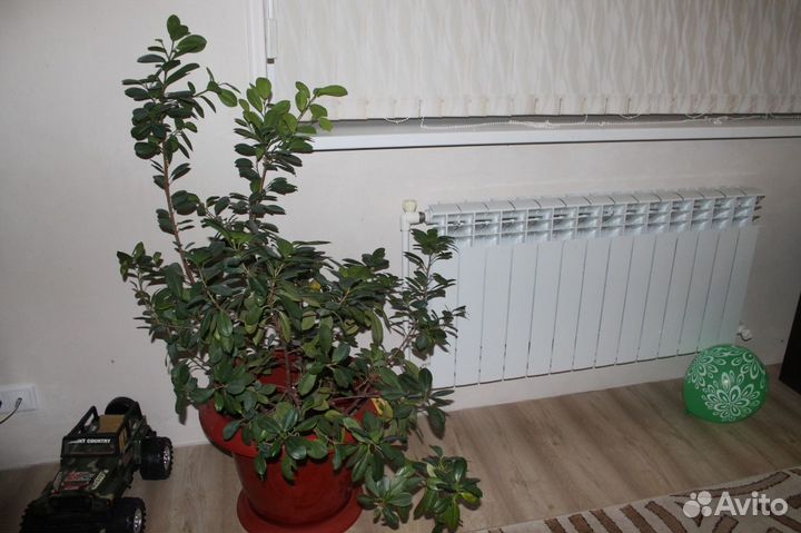 Живые,большие и красивые