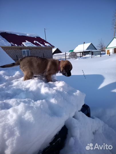 Отдам щенков в добрые руки