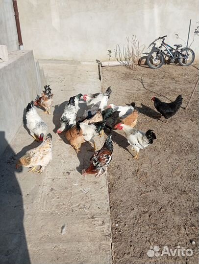 Куры домашние