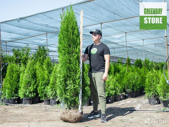 Туя 1,8 метра свежая копка 2023