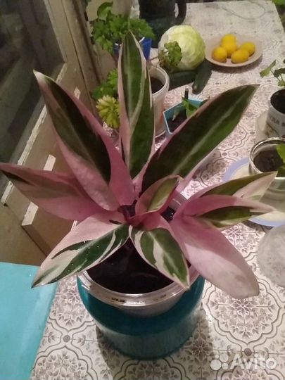 Строманта Триколор