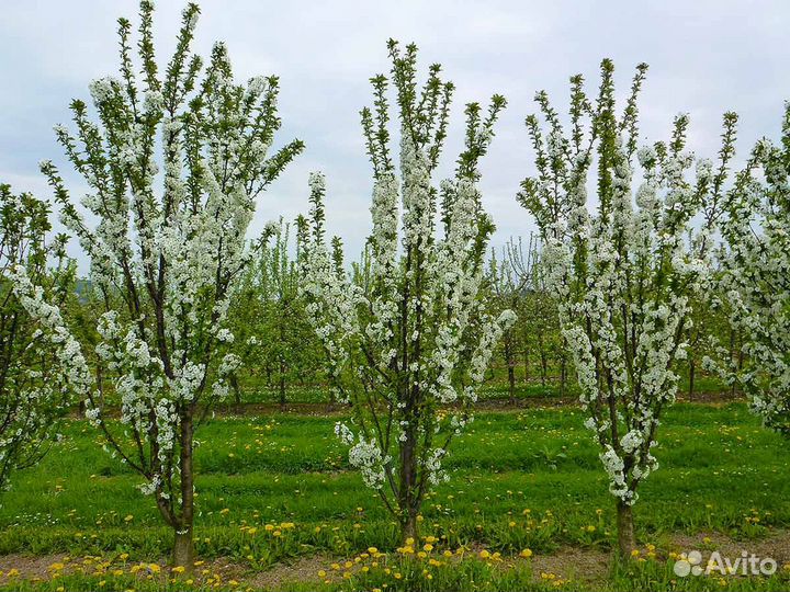 Вишня колоновидная