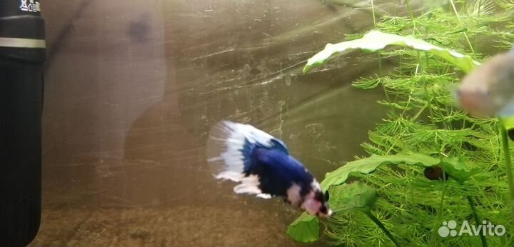 Рыбка петушок самец