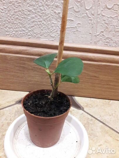 Фикус дельтовидный