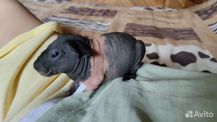 Морская свинка скинни