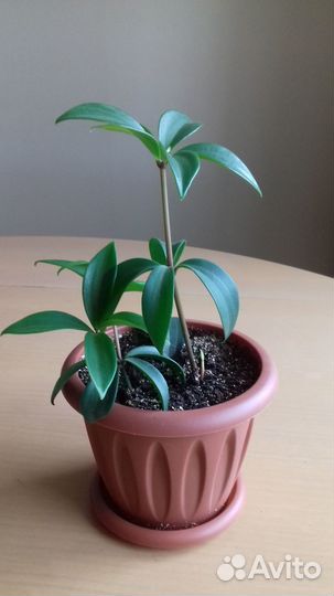 Пеперомия перескиелистная