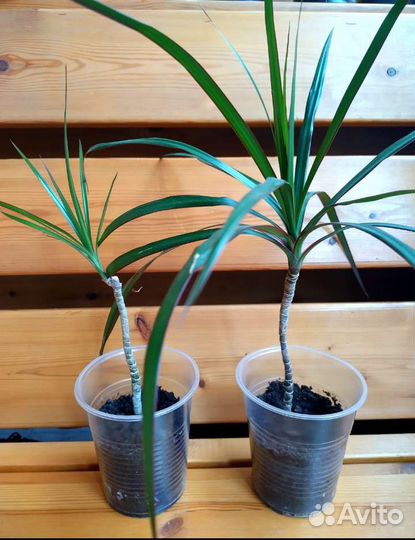 Пальма драцена