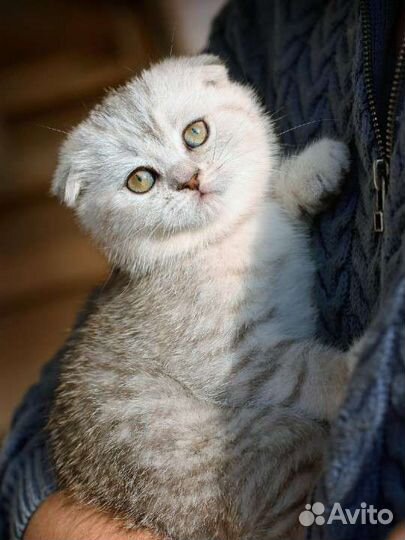 Котёнок вислоухая девочка