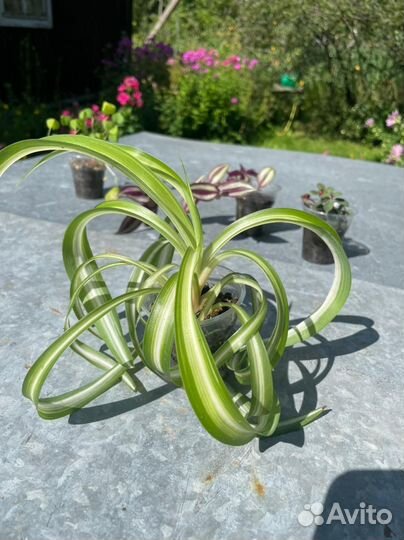 Комнатные цветы 50