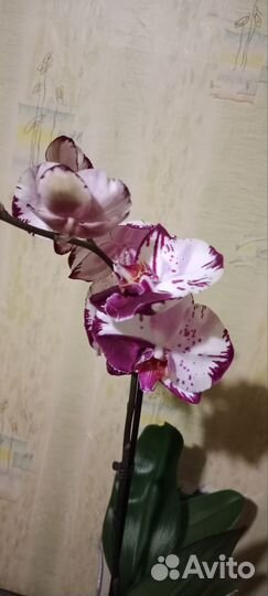 Орхидея фаленопсис