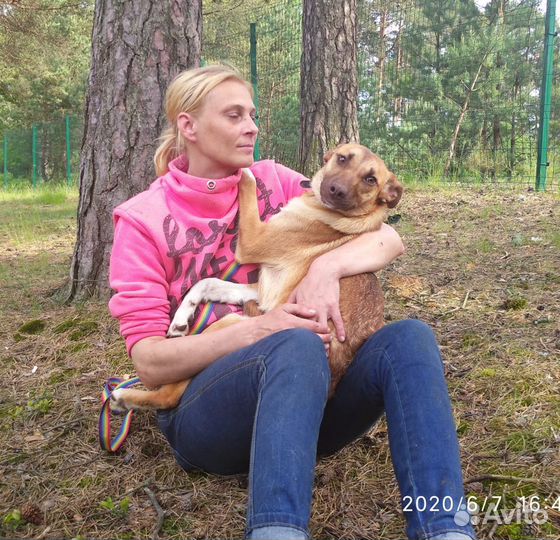 Ищет дом не крупная Собачка Бони