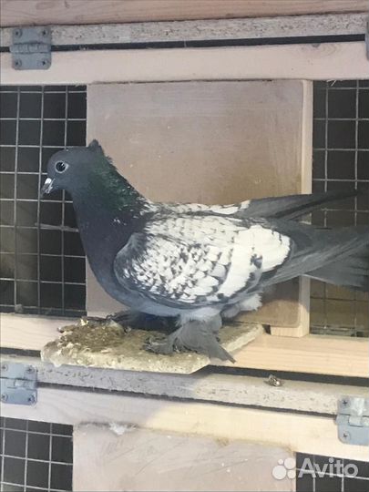 Воронежские зоревые голуби