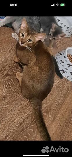 Абиссинские котята