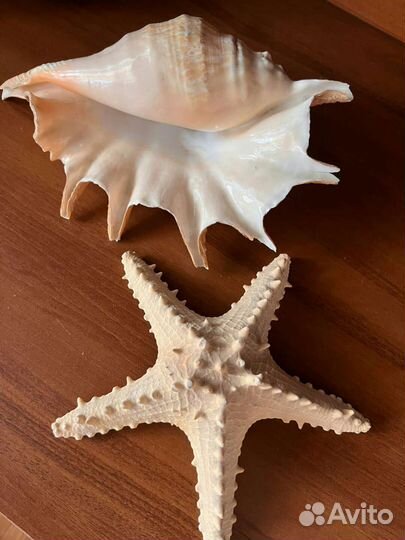 Ракушкка и звезда морские