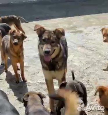 Тедди преданный хозяином надеется на чудо