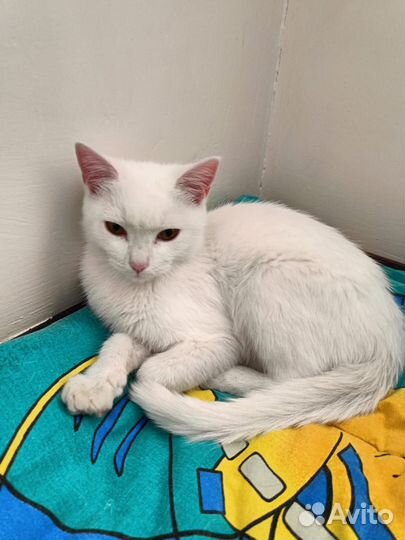 Котик в добрые руки