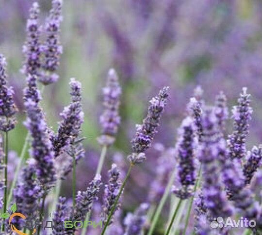 Кусты зубчатой лаванды, 3-летки