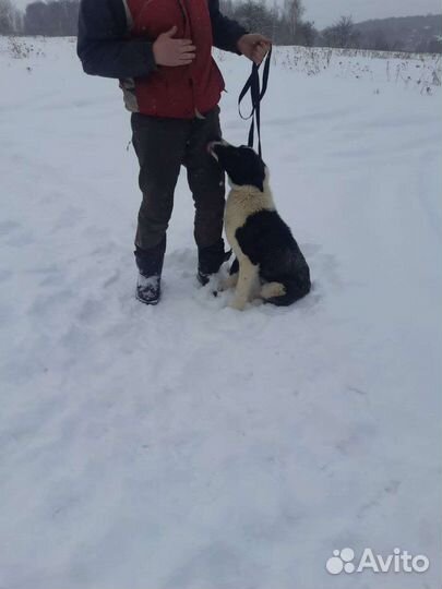 Щенок - подросток ищет своего человека