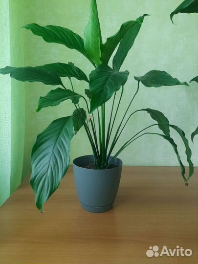 Спатифиллум, цветок 