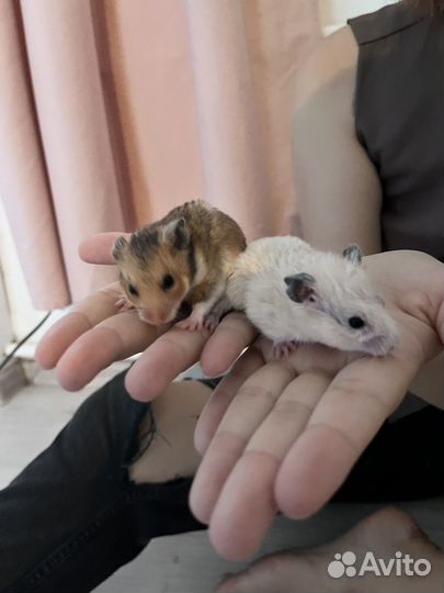 Сирийские хомячки