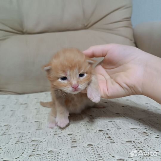 Котята мейн-кун