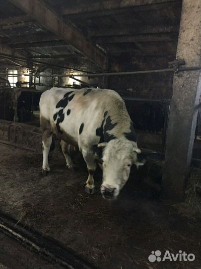 Быки и телки. Разных пород, 3месяца