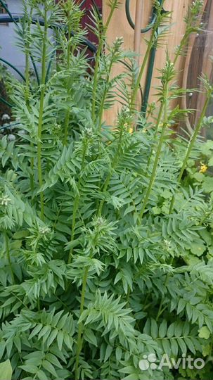 Горянка, черемша, аконит, синюха, сныть пестр.,зол