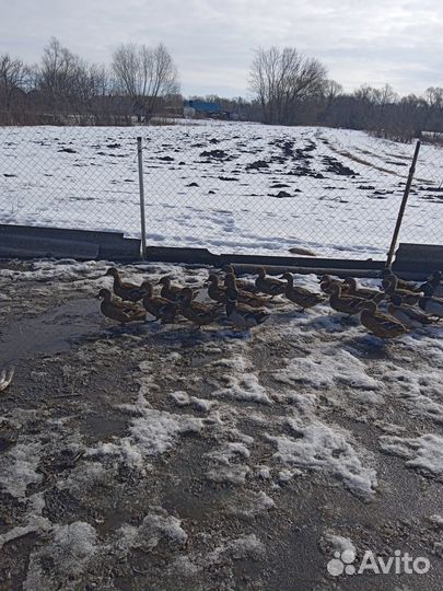 Кряковые утки