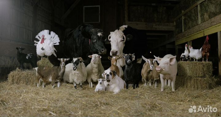 Корм для животных