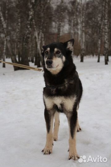 Собака в приюте ждет своих мам и пап