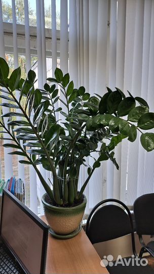 Замиокулькас